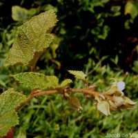 Rubus indicus Thunb.